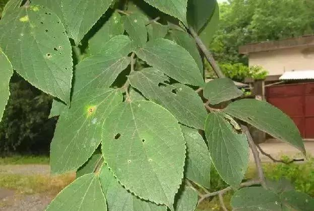 如何区分榆树、榔榆、榉树、朴树等榆科植物?|朴树|榔榆|榉树|榆树|翅果_新浪新闻