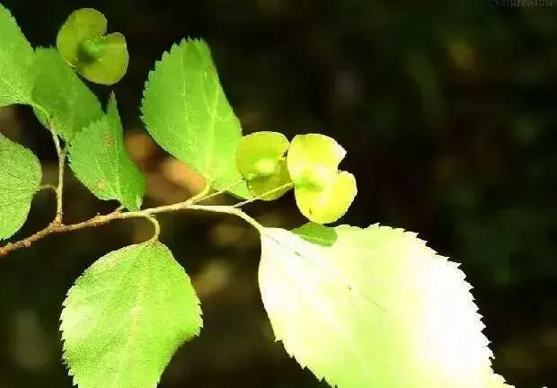 如何区分榆树、榔榆、榉树、朴树等榆科植物?|朴树|榔榆|榉树|榆树|翅果_新浪新闻