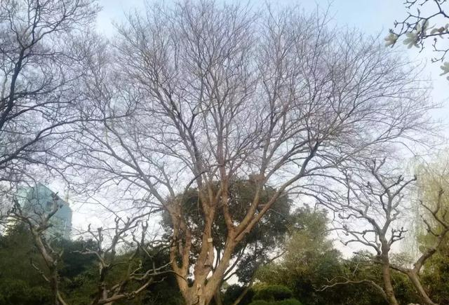 如何区分榆树、榔榆、榉树、朴树等榆科植物?|朴树|榔榆|榉树|榆树|翅果_新浪新闻