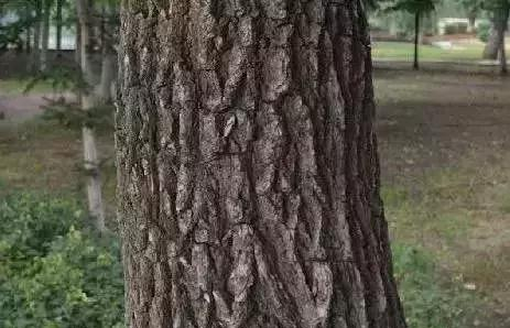 如何区分榆树、榔榆、榉树、朴树等榆科植物?|朴树|榔榆|榉树|榆树|翅果_新浪新闻