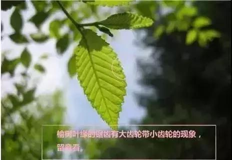如何区分榆树、榔榆、榉树、朴树等榆科植物?|朴树|榔榆|榉树|榆树|翅果_新浪新闻
