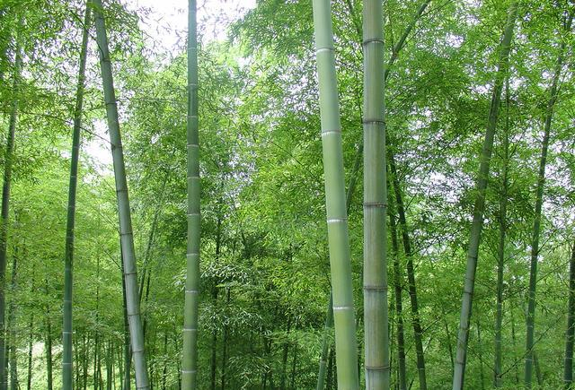 竹叶青青不肯黄,枝条楚楚耐严霜|竹材|竹子|纹理_新浪新闻