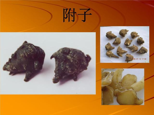 毒性较大的乌头、附子到底该怎么用(一)