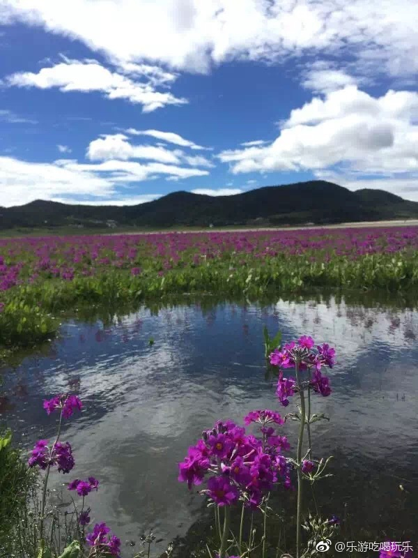 文海是丽江玉龙雪山下的一个季节性旅游景点,每年的春夏季节