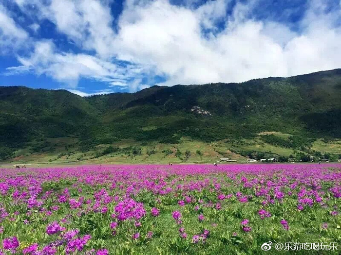 文海是丽江玉龙雪山下的一个季节性旅游景点,每年的春夏季节