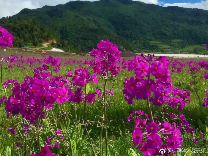 文海是丽江玉龙雪山下的一个季节性旅游景点,每年的春夏季节