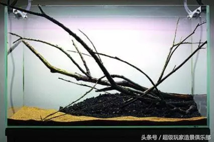 模拟原生环境小树枝水草造景开缸过程