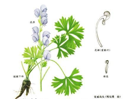 毒性较大的乌头、附子到底该怎么用(一)