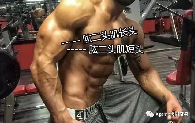 因为皮脂较高、肌肉不够发达等原因，大部分人低头看，只能看出一整块二头肌