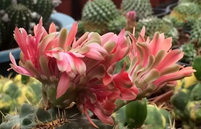 多肉植物的变异——缀化、石化与返祖现象|石化|变异|植株|多肉植物|鸡冠_新浪新闻