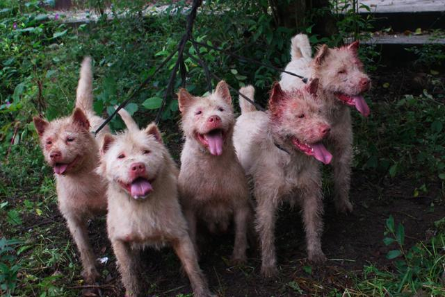 中华四大稀有猎犬，个个都是打猎好狗，第一种不比杜高犬差！