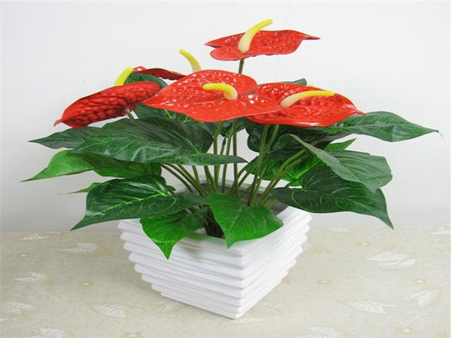 可以常年开花的绿色植物,当然是少不了红掌,红掌是多年生常绿草本花卉
