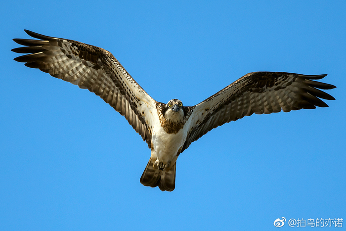 鹗(Pandion haliaetus)是鹰形目鹗科鹗属的鸟类,又名鱼鹰|鹗|鸟类|沙河水库|鸟|鱼鹰_新浪新闻