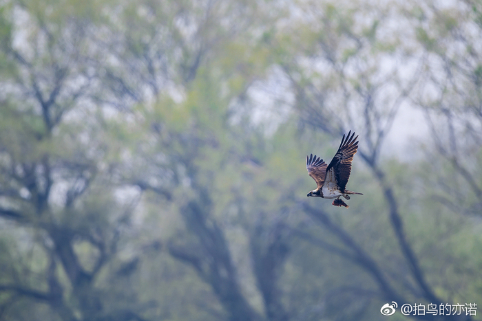 鹗(Pandion haliaetus)是鹰形目鹗科鹗属的鸟类,又名鱼鹰|鹗|鸟类|沙河水库|鸟|鱼鹰_新浪新闻