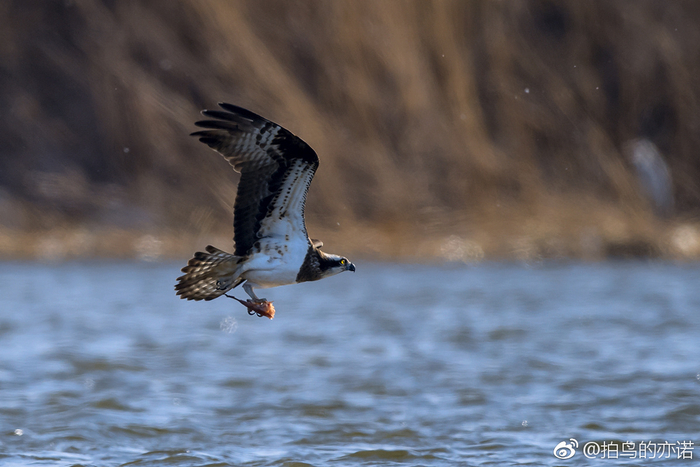 鹗(Pandion haliaetus)是鹰形目鹗科鹗属的鸟类,又名鱼鹰|鹗|鸟类|沙河水库|鸟|鱼鹰_新浪新闻