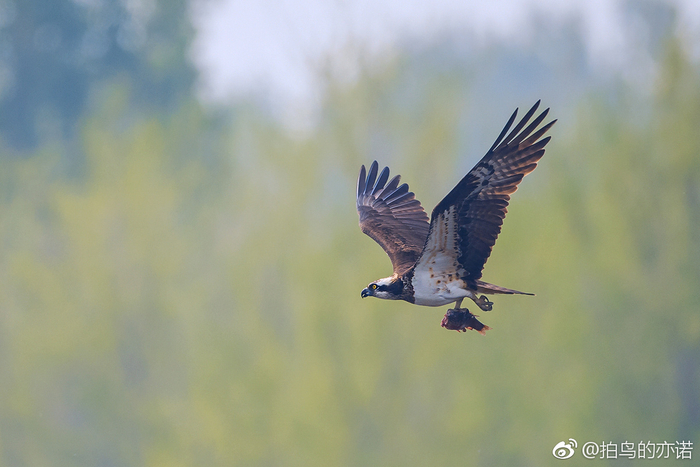 鹗(Pandion haliaetus)是鹰形目鹗科鹗属的鸟类,又名鱼鹰|鹗|鸟类|沙河水库|鸟|鱼鹰_新浪新闻