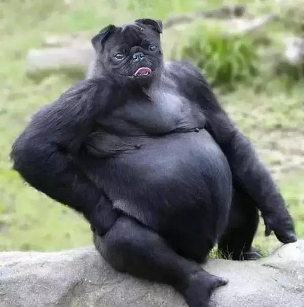 神奇的ps让动物成精了你100没见过