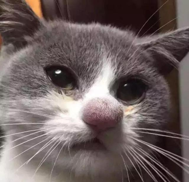 有种盼猫咪发腮盼了好久,结果就发了半张脸的