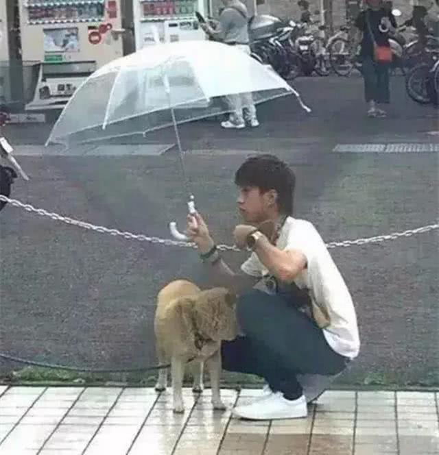 网友见到雨中的柴犬，主动上前撑伞挡雨，路人做成感人漫画...|小哥哥|狗狗|撑伞_新浪新闻