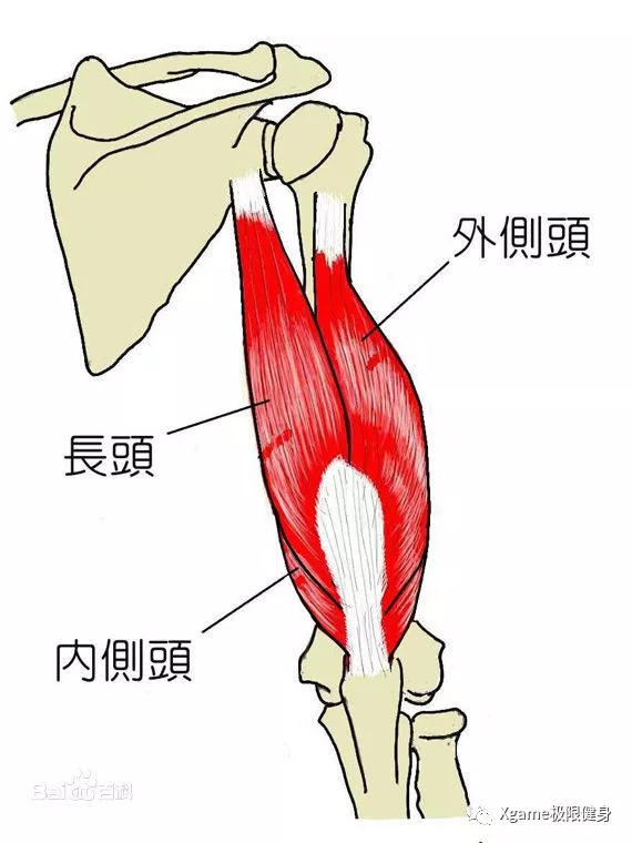 观察健美选手的手臂
