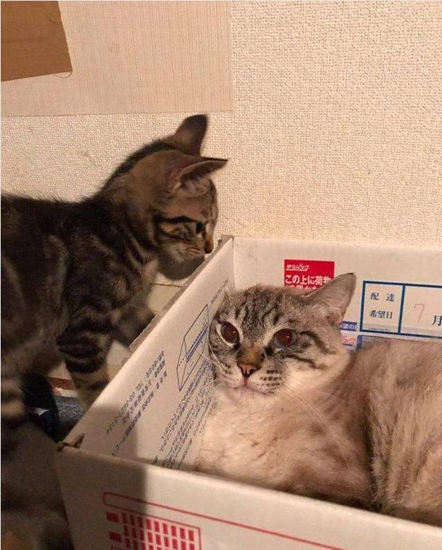 小猫咪从小就叛逆,居然一巴掌打猫妈脸上,猫妈懵了:敢打你娘?