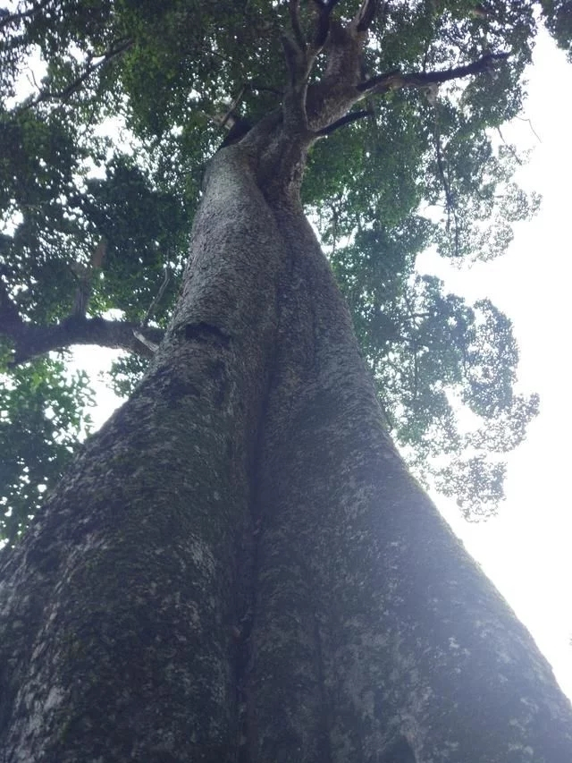 世界上最坚硬的树:敲击能发出金属一样的铿镪声,放水中直接沉底