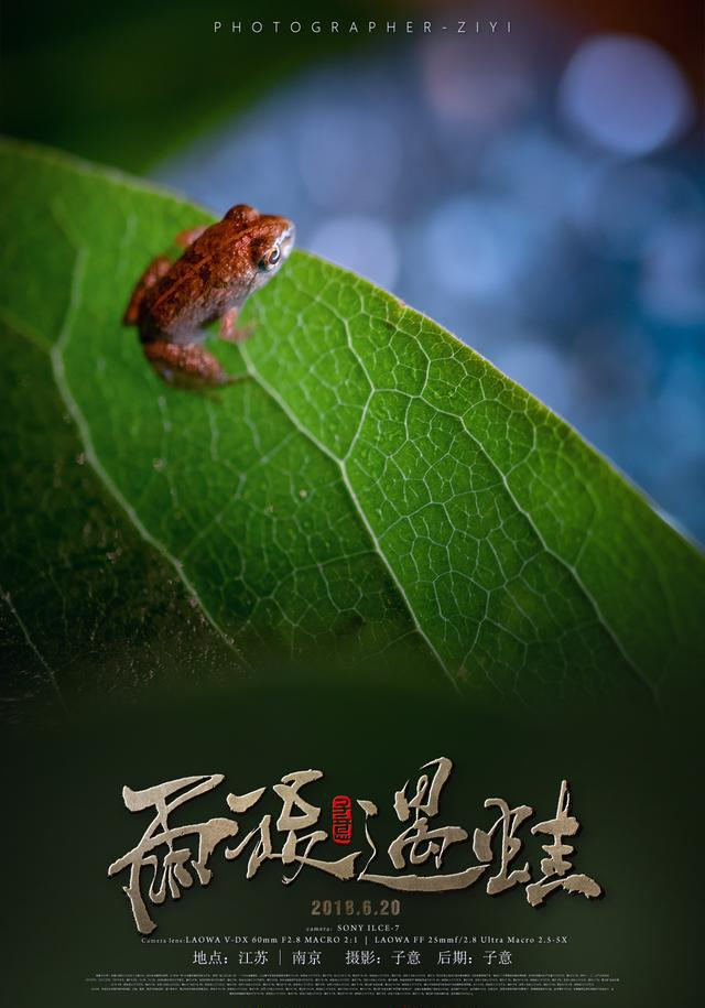 清新脱俗萌化众生你绝对没见过的青蛙高清写真