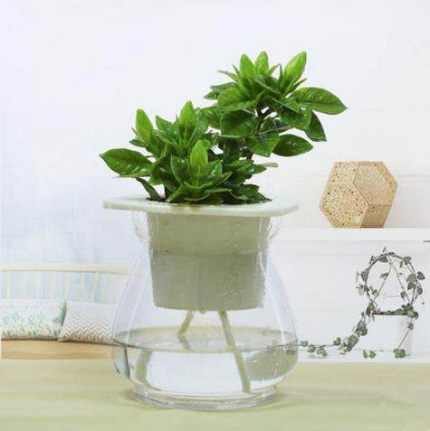 香料植株,小盆景却有多个分枝,植株粗壮茂盛,更好养活,简单的养殖方式