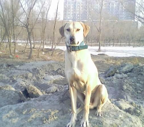 中国八大知名猎犬,土生土长,实力不遑多让|梁山|细犬|太仓|猎犬|长毛_新浪新闻