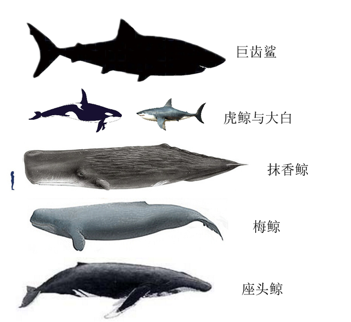 图注:巨齿鲨与其他动物对比巨齿鲨的血盆大口让人印象深刻,它的体型