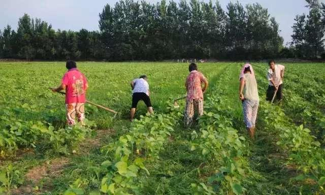 致敬:高温下,仍在田间劳作的农人!