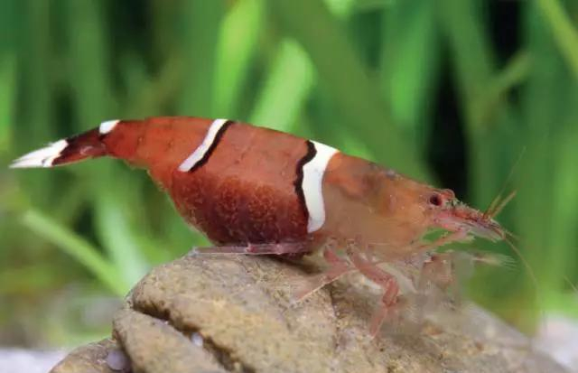 来自台湾新惊喜