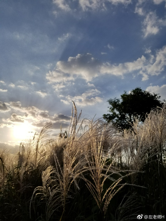 秋日之恋 就在那一抹云霞,一蓬苇花