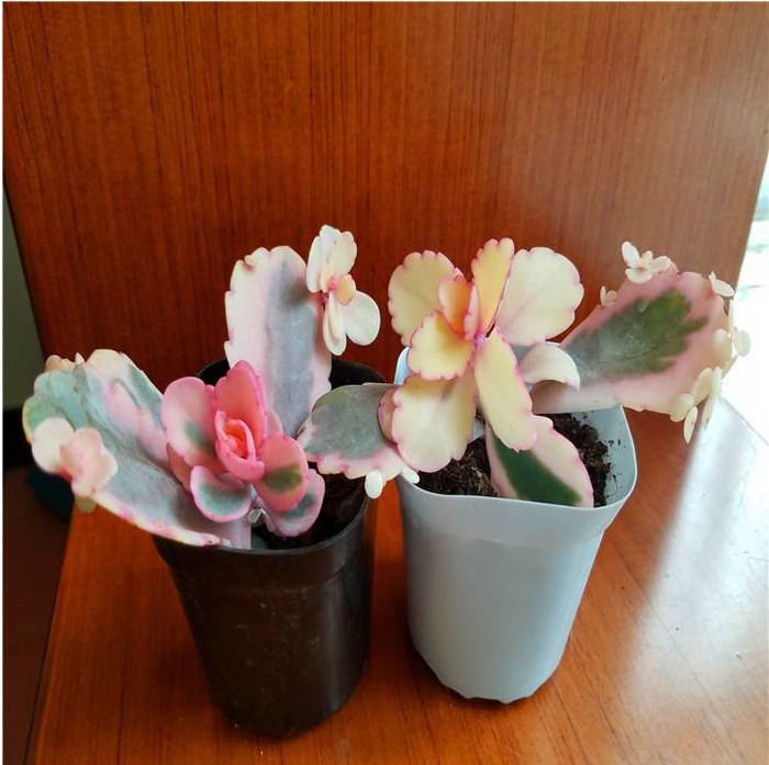 多肉植物玉吊钟，一种比花还漂亮的多肉，养护方法你知道吗？|养护|吊钟|植株_新浪新闻