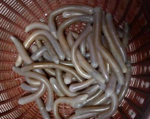 闽南人的最爱“土笋冻”,你可千万别被它吓坏~|土笋冻|郑成功|将士_新浪新闻