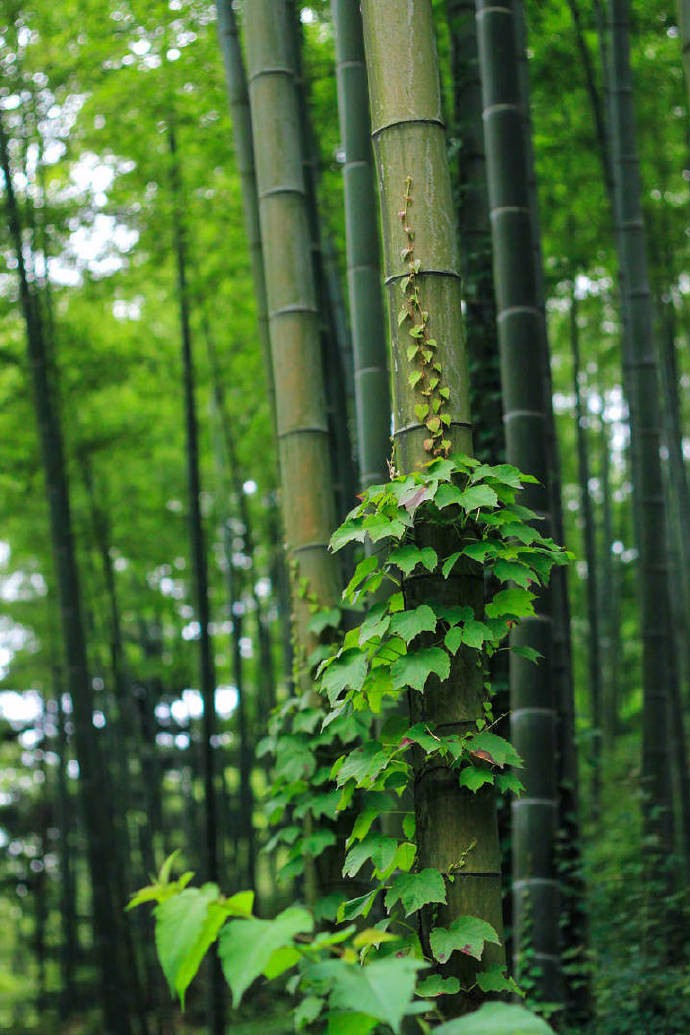 松竹幽深夏清凉，栈道弯曲上山岗