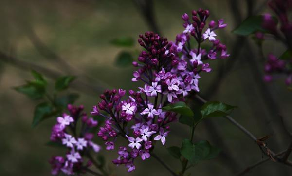 丁香,又名丁子香,支解香,雄丁香,公丁香.