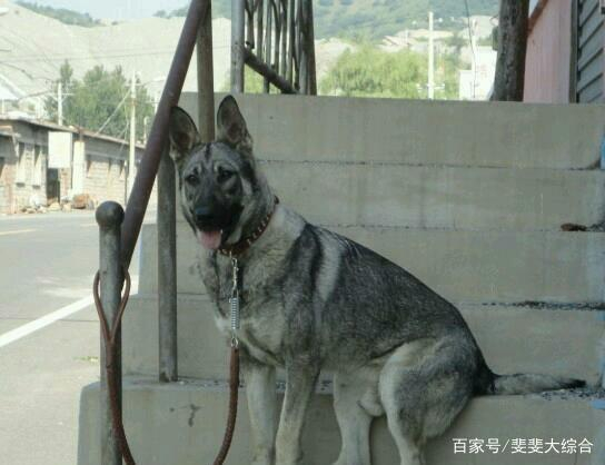 狼青犬的战斗力怎么样?它和藏獒比起来如何?看完明白了!