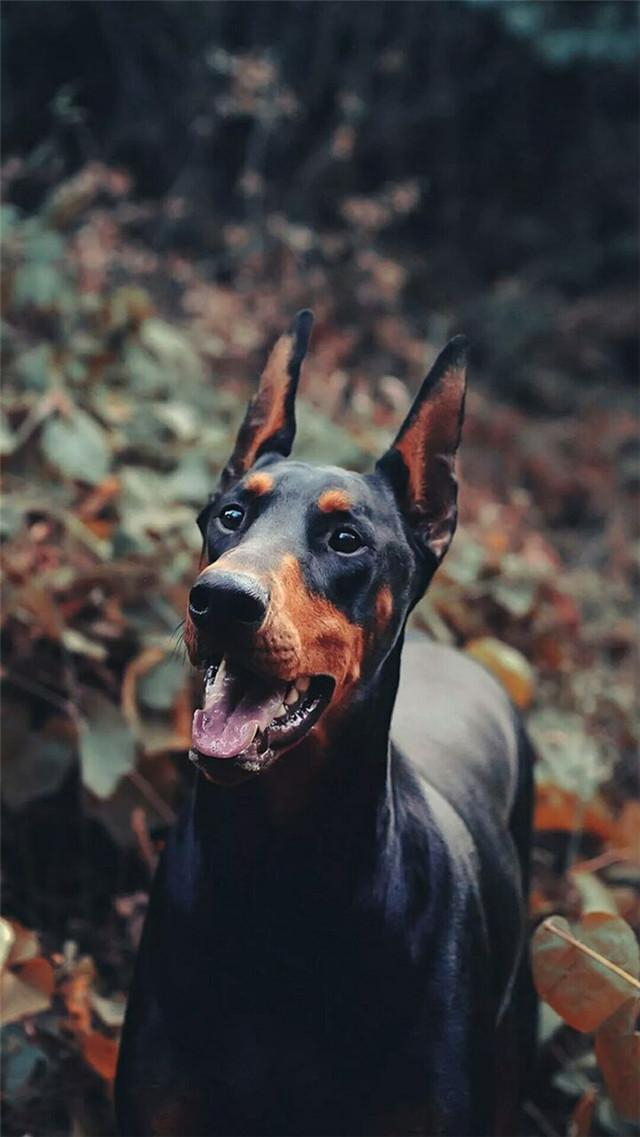 猛犬中的万血之祖，梦幻犬种杜宾