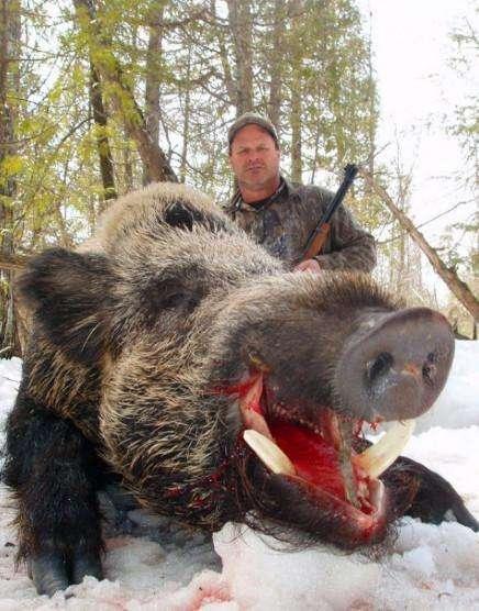 美国政府鼓励人们捕猎野猪，不仅可以带回家还有巨额奖金！