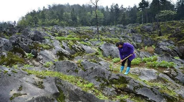 中国“镰刀弯”地区种植结构调整后,应该种植什么作物?|内蒙古|玉米|镰刀|杂豆|作物_新浪新闻