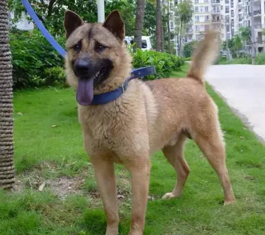 中国十大猎犬, 你知道几个?|太仓|猎犬|细犬|犬种|青川_新浪新闻