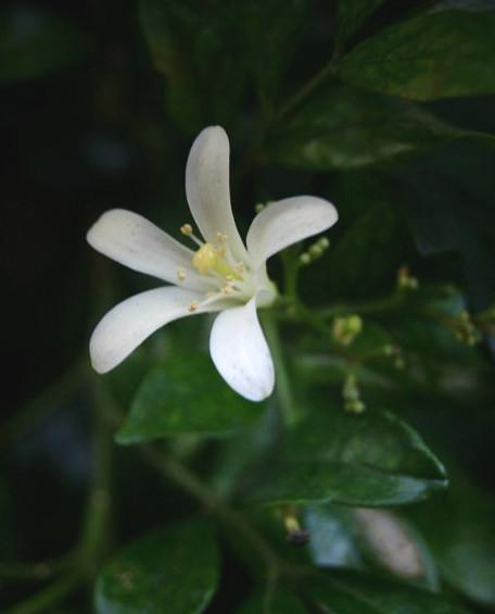 每一朵小白花,看上去都像迷你版的白百合,五瓣外卷,露出细细