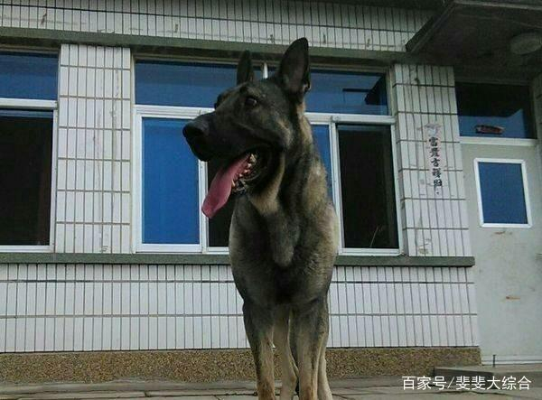 狼青犬的战斗力怎么样?它和藏獒比起来如何?看完明白了!