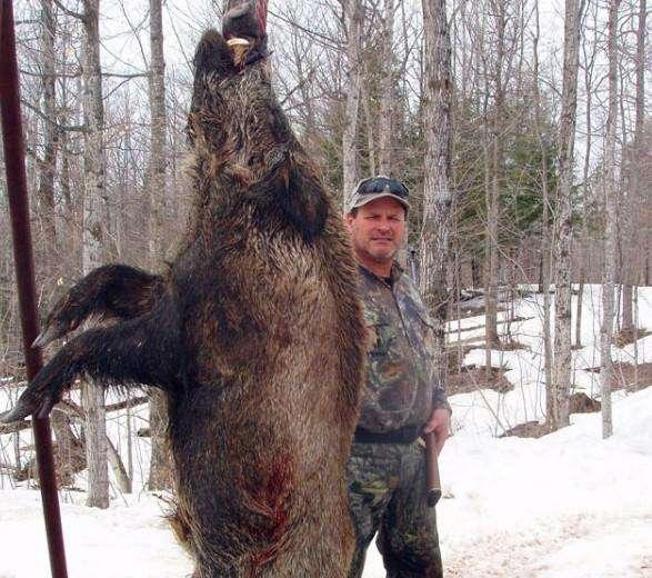 美国政府鼓励人们捕猎野猪，不仅可以带回家还有巨额奖金！