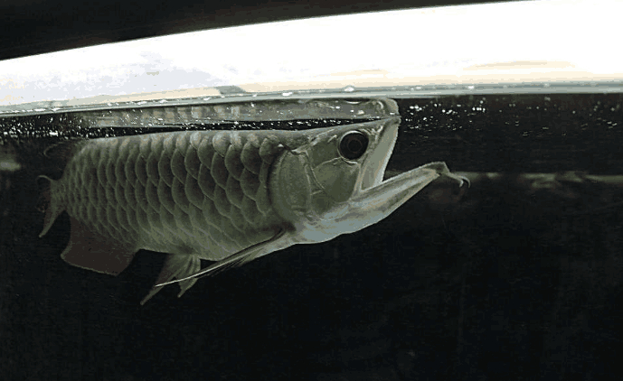 这种招财鱼在人类看来非常的少见,当然它们都是被人们用来招财的,不是