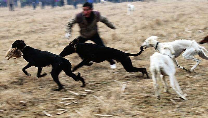 中国十大猎犬, 你知道几个?|太仓|猎犬|细犬|犬种|青川_新浪新闻