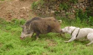 中国十大猎犬, 你知道几个?|太仓|猎犬|细犬|犬种|青川_新浪新闻