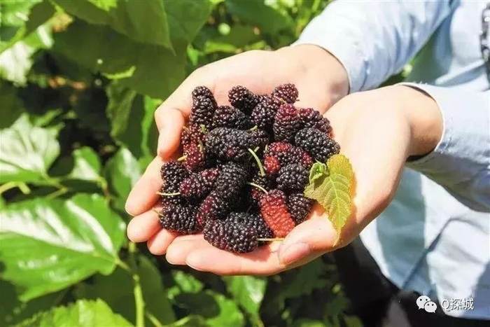 重庆最近的10处采桑葚地攻略 品桑茶喝果酒吃农家饭