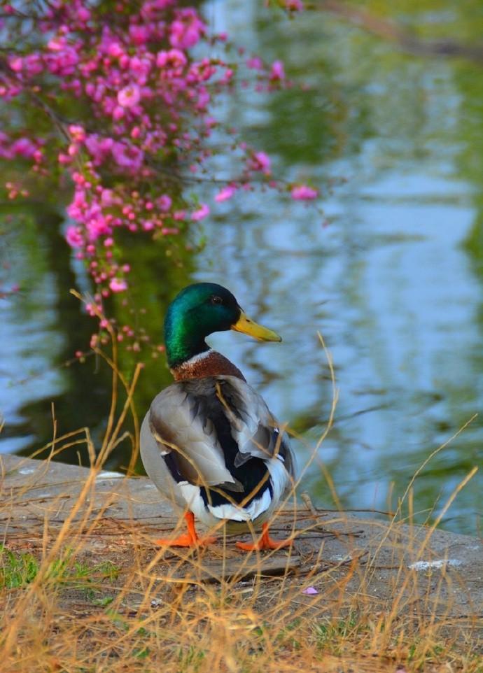 春江水暖鸭先知，两岸烟柳露生机